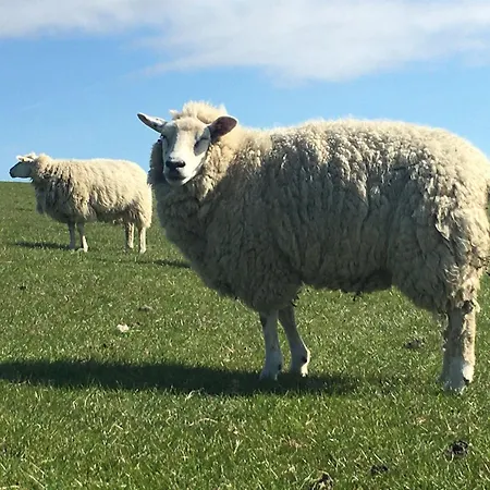 Ferienwohnung-austernfischer Appartement *