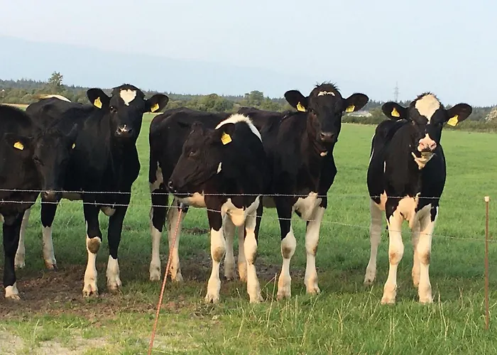 Ferienwohnung-austernfischer Apartamento *